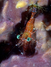 North Sulawesi-2018-DSC03535_rc- Reticulated Hinge-Beak shrimp - Crevette danseuse - Cinetorhynchus reticulatus 